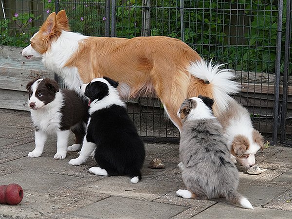ee red Border Collie met pups met verschillende vachtkleuren