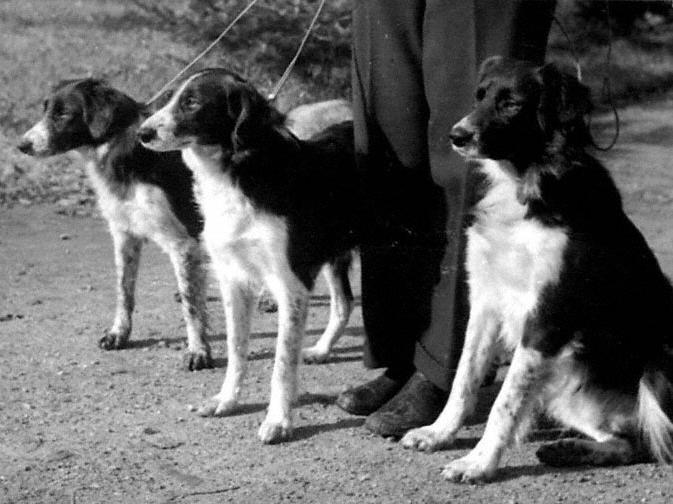 Original shop border collie